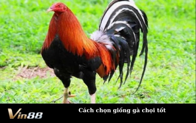 Cách chọn giống gà chọi tốt