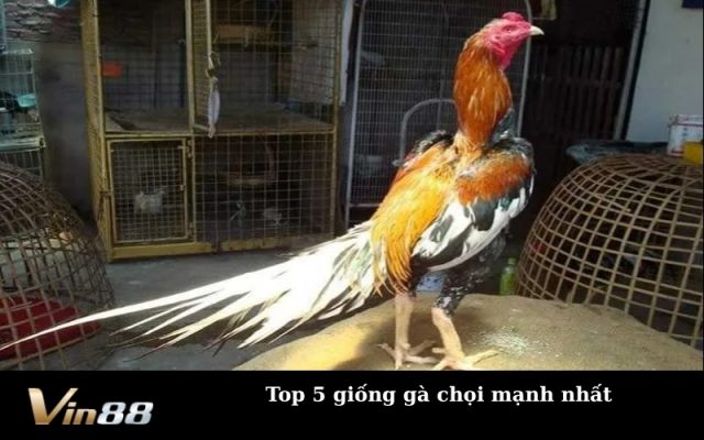 Top 5 giống gà chọi mạnh nhất